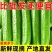 （一件代发）荷兰小黄瓜电商平台对接美团多多供应仓落地！！