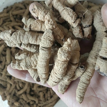巴戟天特级，大肉，中肉，任君选择产地新货