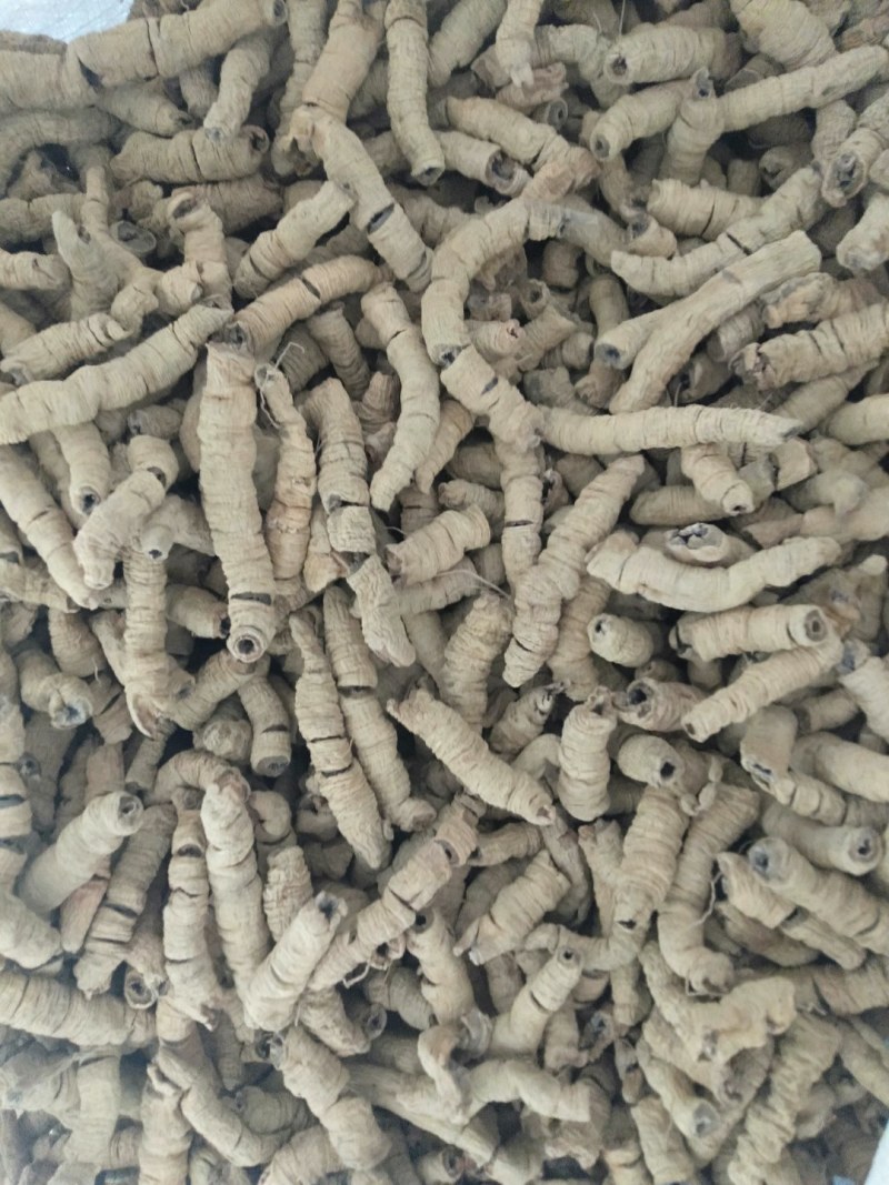 巴戟天特级，大肉，中肉，任君选择产地新货