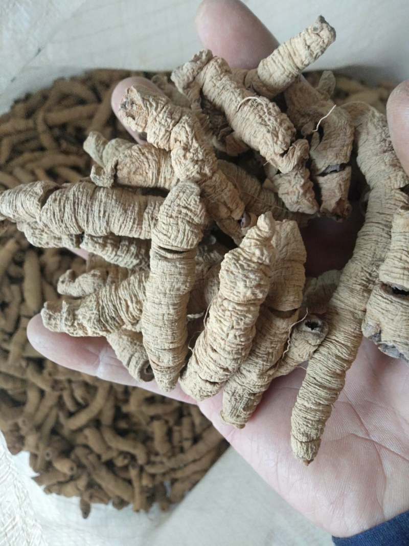 巴戟天特级，大肉，中肉，任君选择产地新货