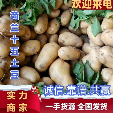 【荐】丰县土豆荷兰十五土豆基地直供诚信服务欢迎咨询
