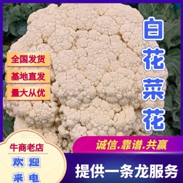 【精品】花菜白花菜基地直供专业代办诚信经营
