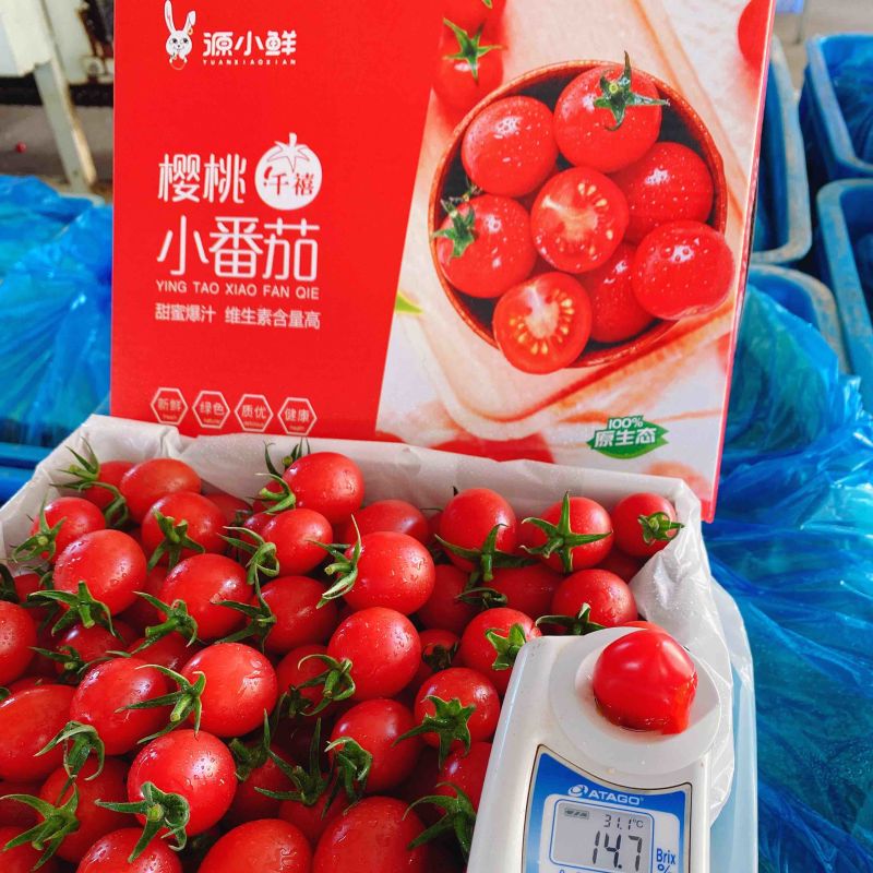 广东−电白千禧.1号珍珠小果，产地直供，社区，商超。