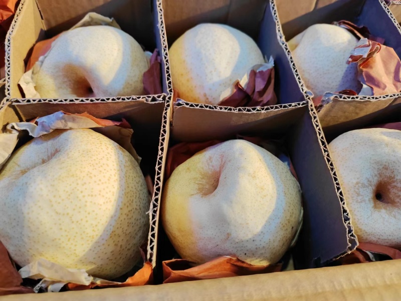 蒲城酥梨陕西酥梨大量现货供应规格齐全欢迎来电洽谈