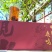 鹿鸣紫枞50克袋装四川宜宾珙县清明前特级高山云雾茶