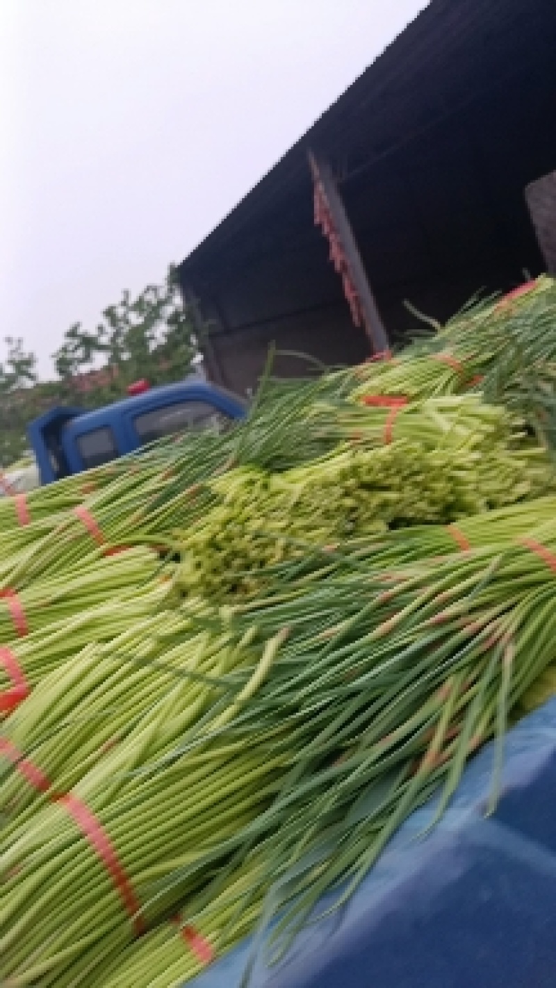山东红帽蒜苔新鲜上市/现摘现发货/25cm以上/可代发货