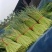 山东红帽蒜苔新鲜上市/现摘现发货/25cm以上/可代发货