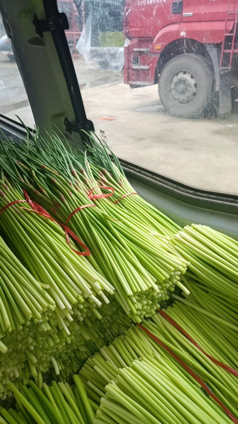 山东红帽蒜苔新鲜上市/现摘现发货/25cm以上/可代发货