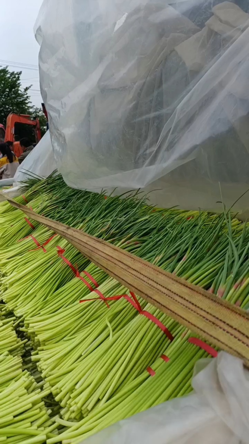 山东红帽蒜苔新鲜上市/现摘现发货/25cm以上/可代发货