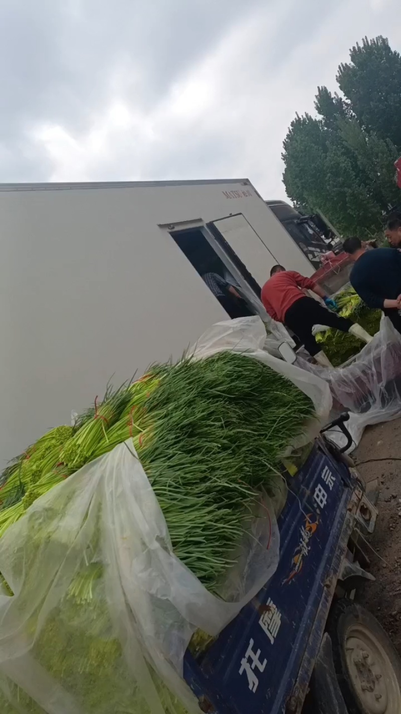 山东红帽蒜苔新鲜上市/现摘现发货/25cm以上/可代发货