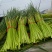 山东红帽蒜苔新鲜上市/现摘现发货/25cm以上/可代发货