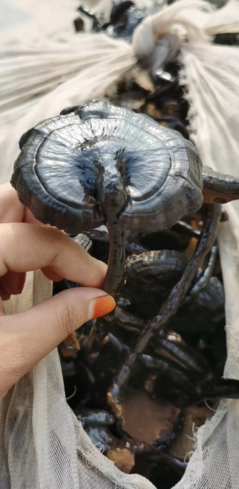 网红款黑灵芝味微苦菌香浓郁颜色鲜亮价格便宜量大从优