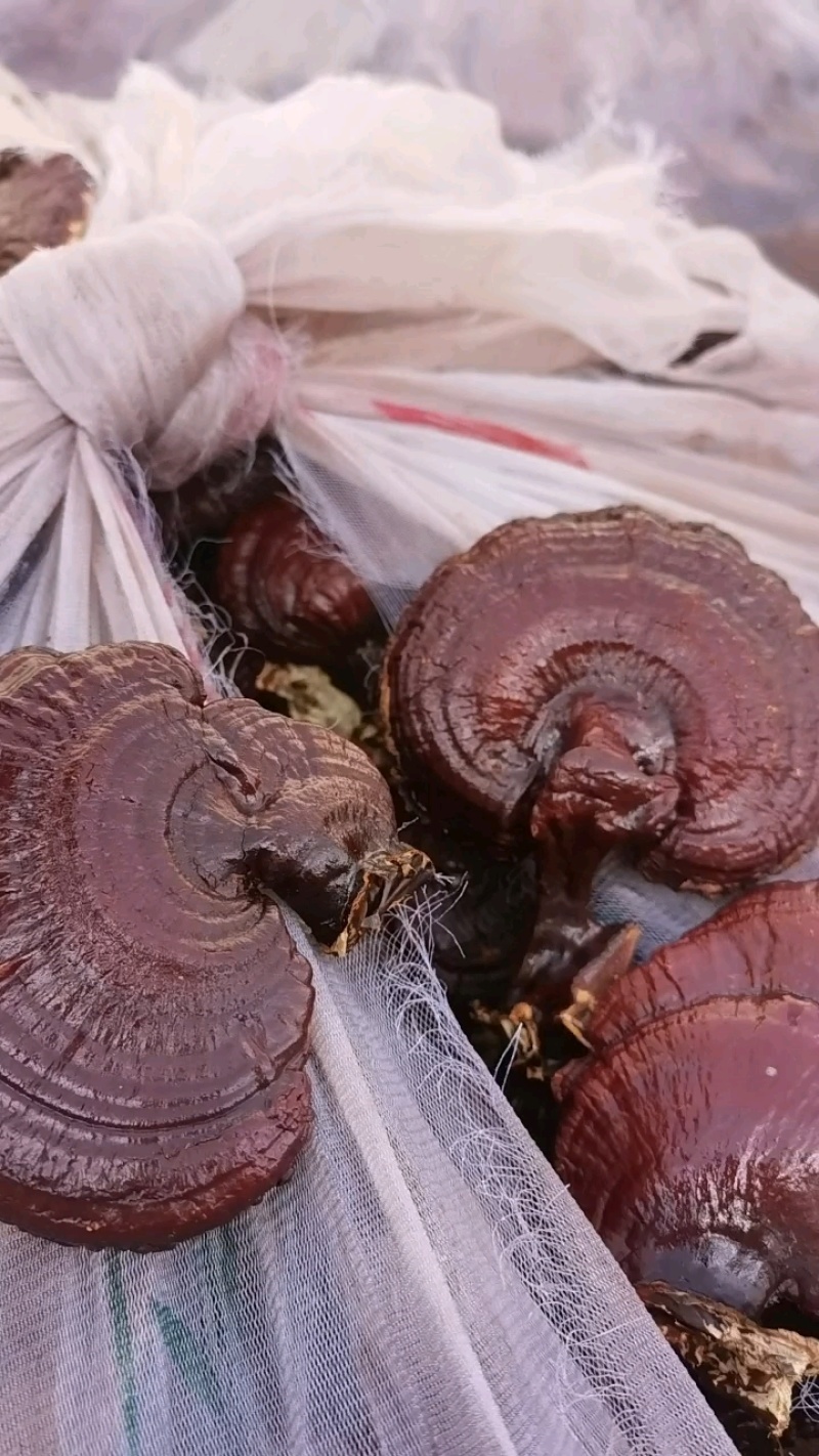 网红款黑灵芝味微苦菌香浓郁颜色鲜亮价格便宜量大从优