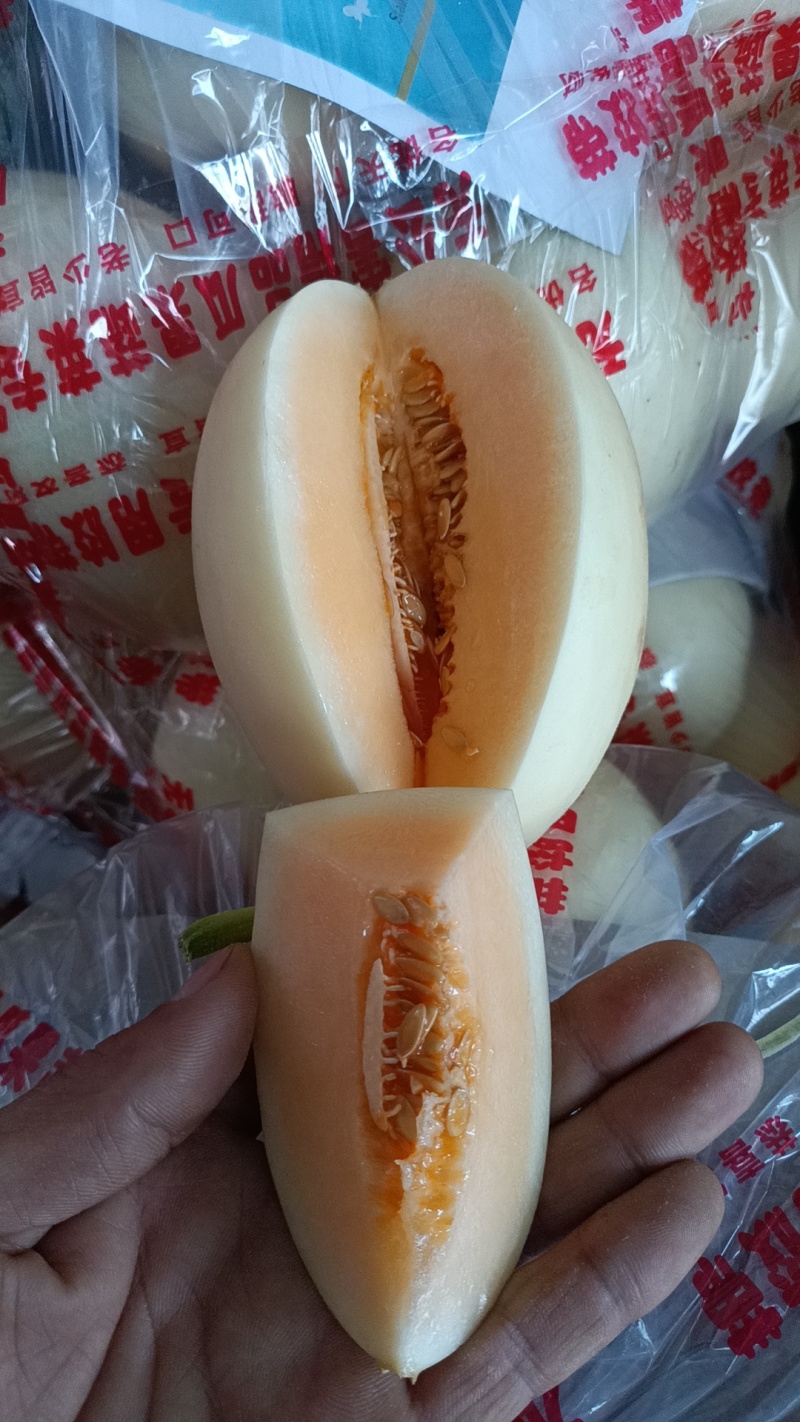 精品甜瓜，山东红金蜜大量供应，一手货源脆甜可口