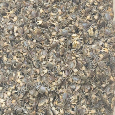 发财蟹:白玉蟹:产地供货