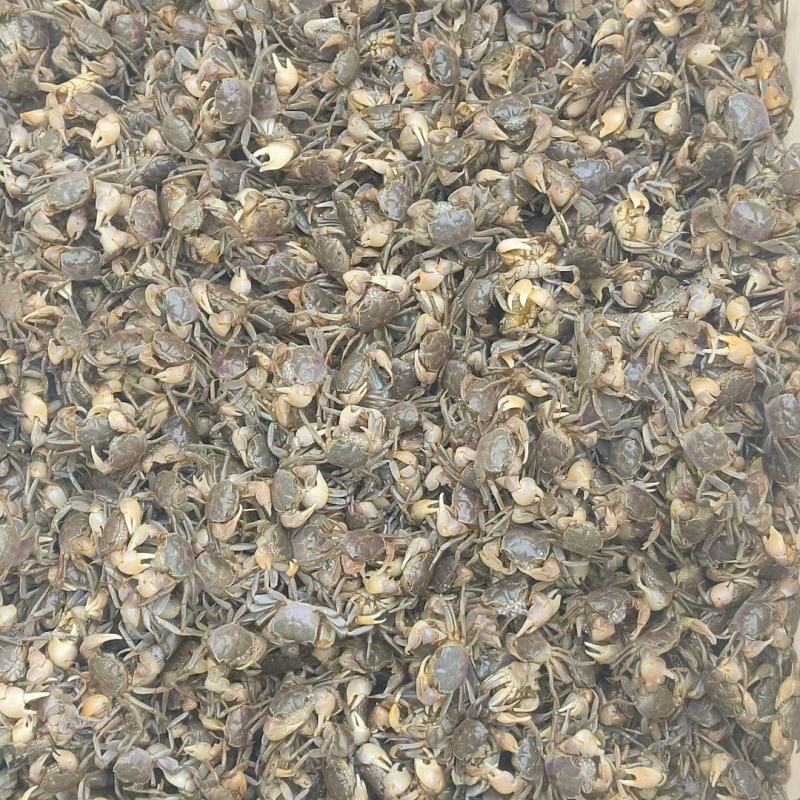 发财蟹:白玉蟹:产地供货