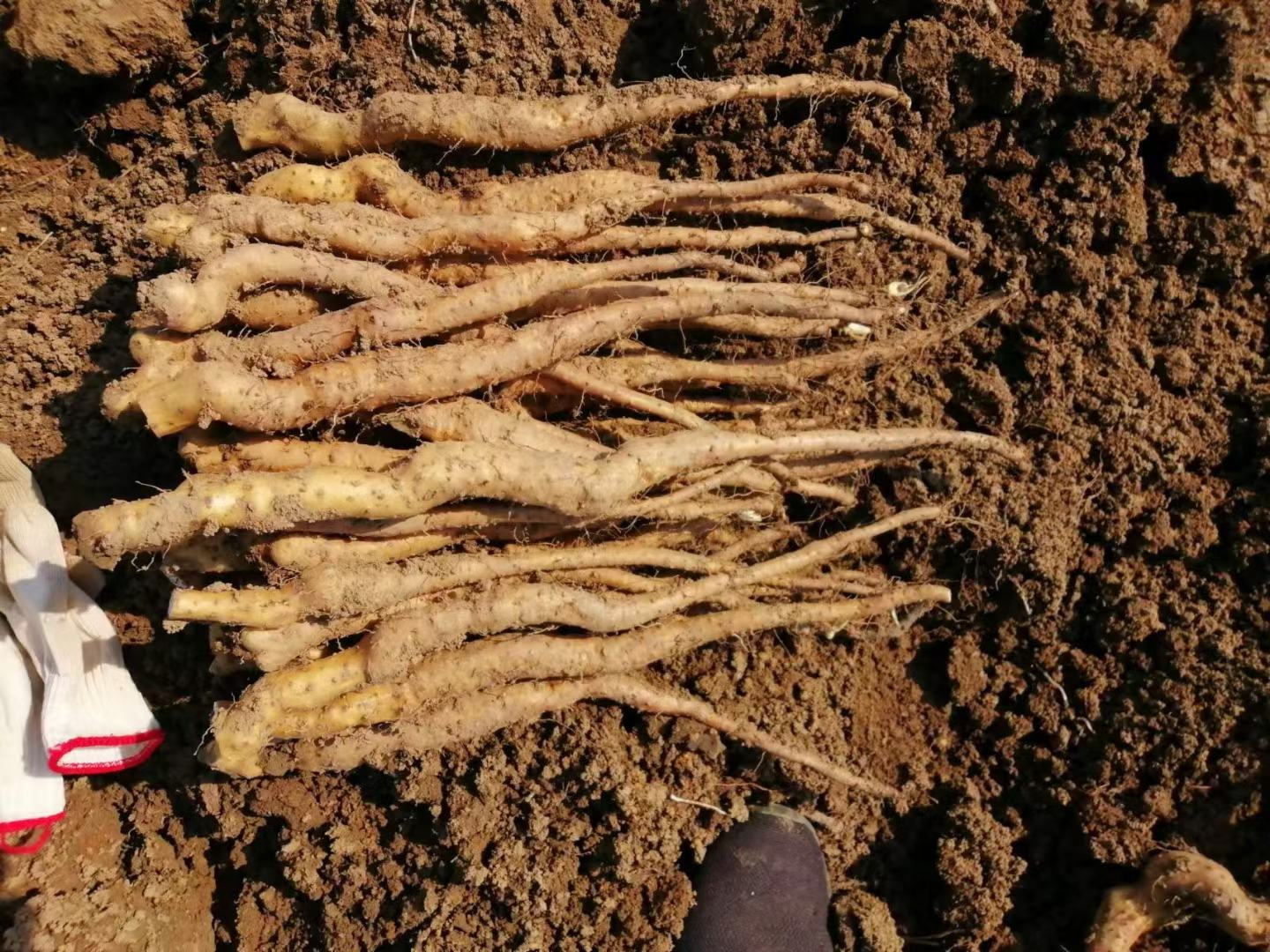 垆山铁棍山药的烹饪应用