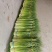 《精选》精品蒜苔白帽蒜苔，苔长70cm原产地一手货源