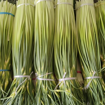 《精选》精品蒜苔白帽蒜苔，苔长70cm原产地一手货源