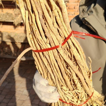 防风，家种水防风，当年籽播