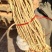 防风，家种水防风，当年籽播