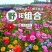 野花组合种子