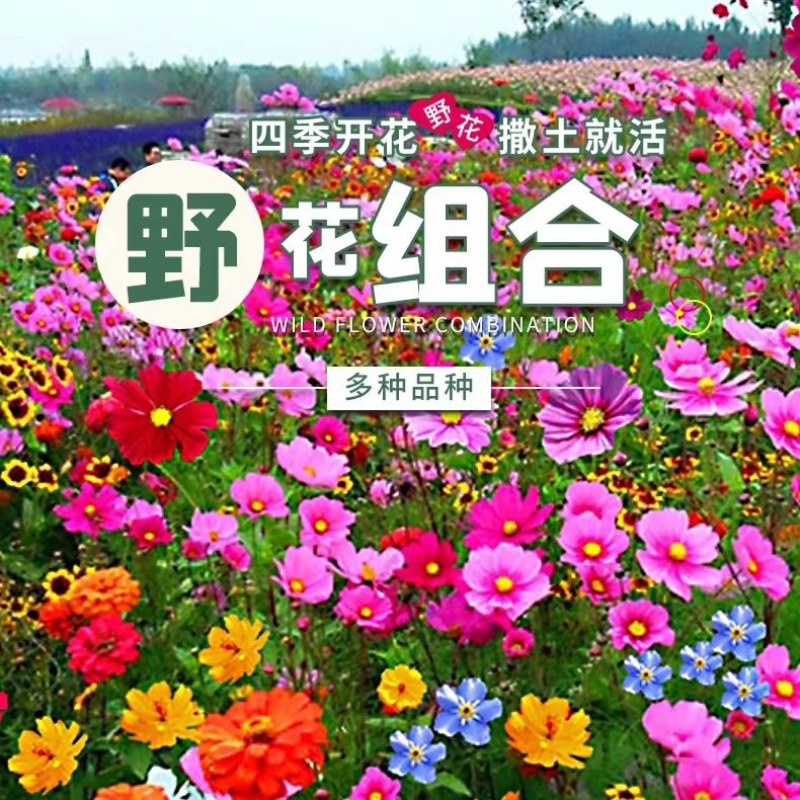 野花组合种子
