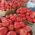 安徽精品普罗旺斯西红柿，基地一手货源，价格便宜，品质有保障