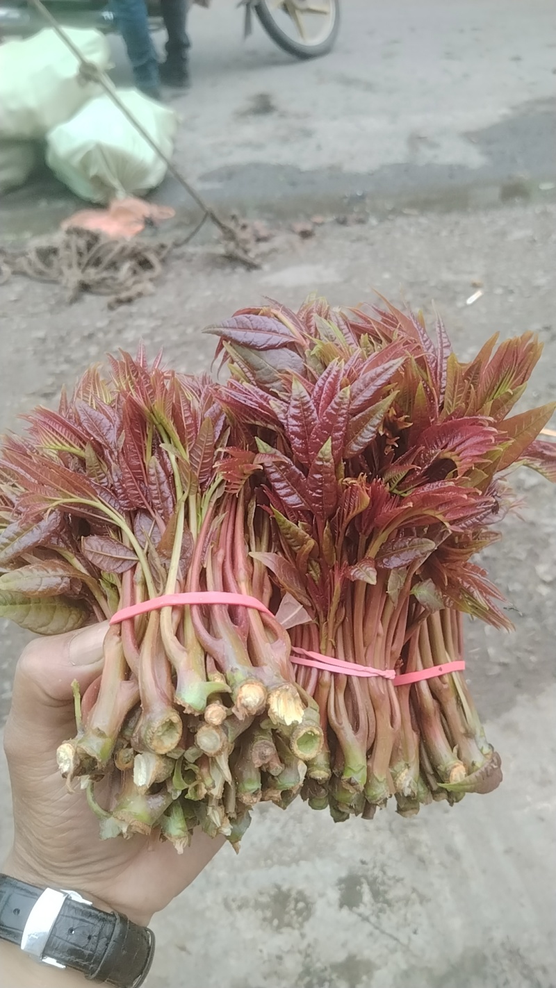 香椿