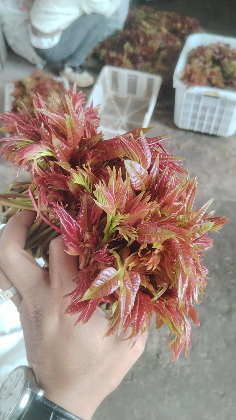香椿