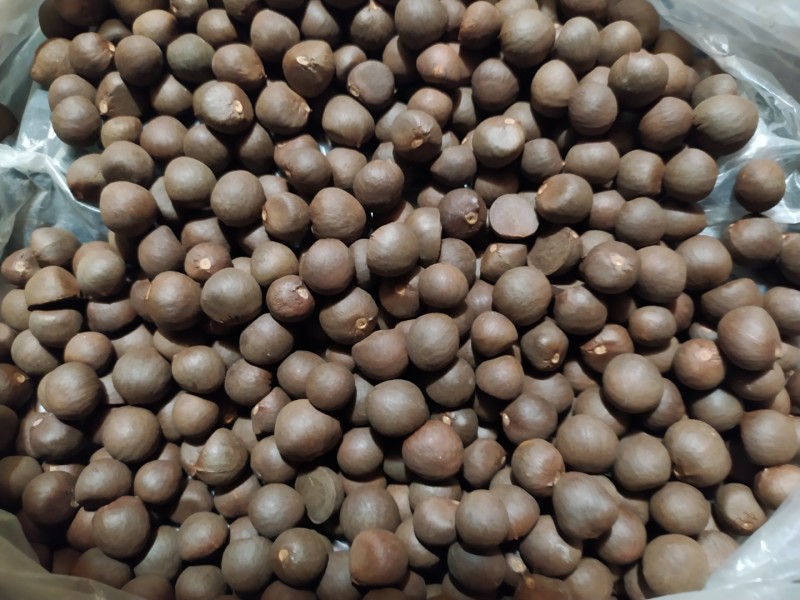 贵州铜仁绿茶茶叶籽产量高易种植抗病力强茶叶种子产地直发