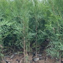 高80Cm……冠幅30