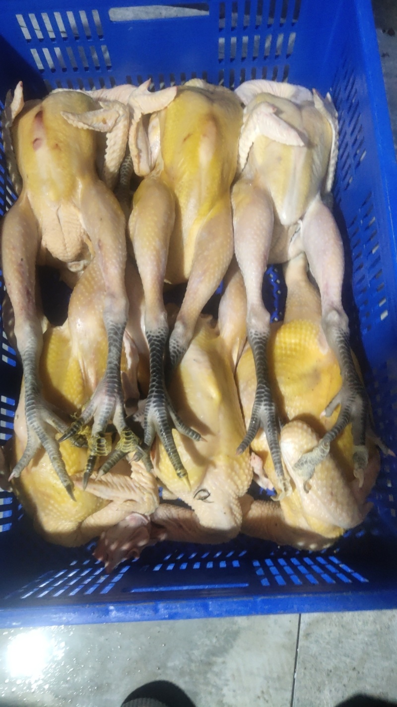 天露公鸡（黑脚）