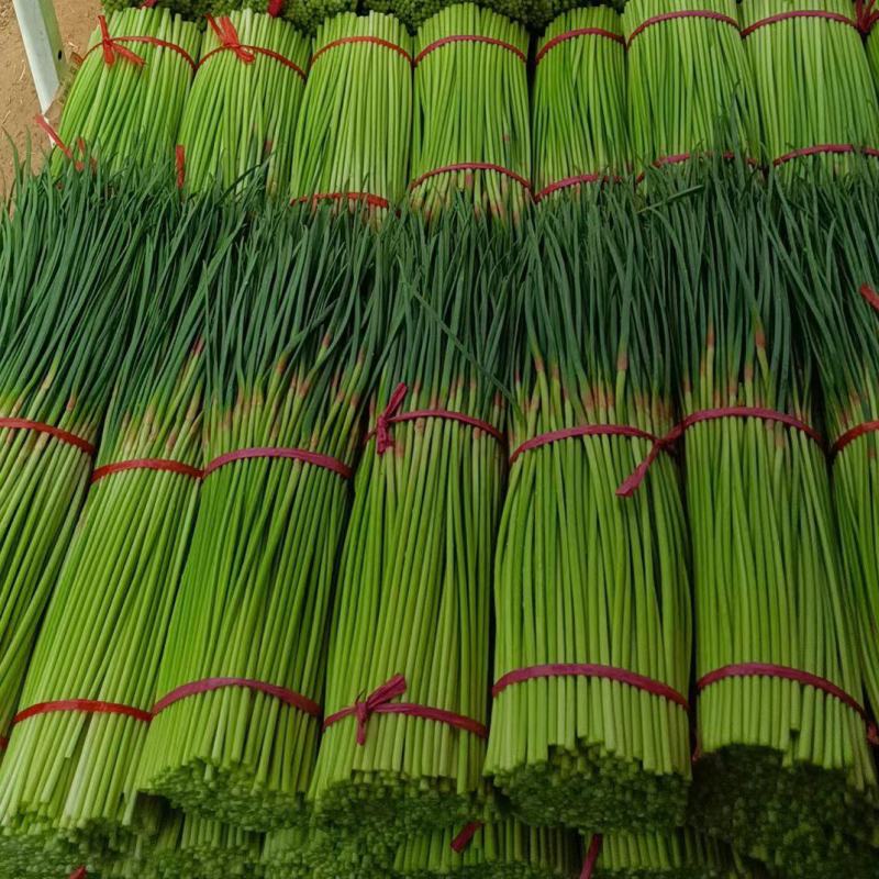 红帽短苔大量供应市场电商平台收储入库本产区