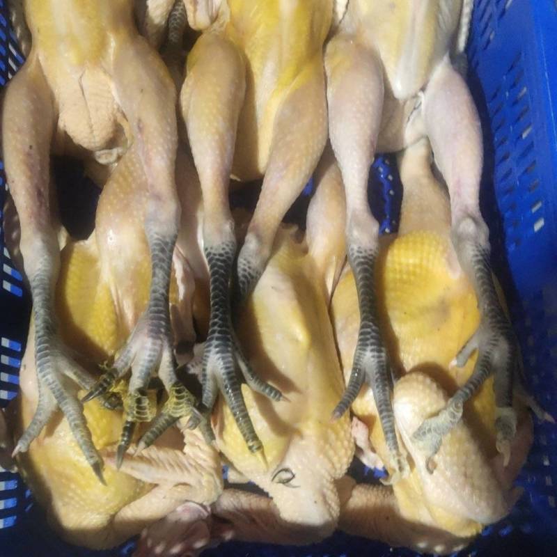 天露公鸡（黑脚）