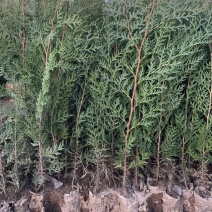 侧柏高度40起步，营养袋