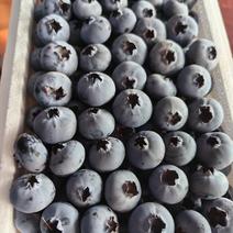高原蓝莓