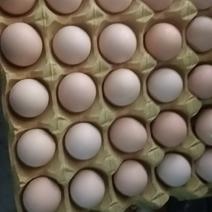 农三鸡蛋初生蛋