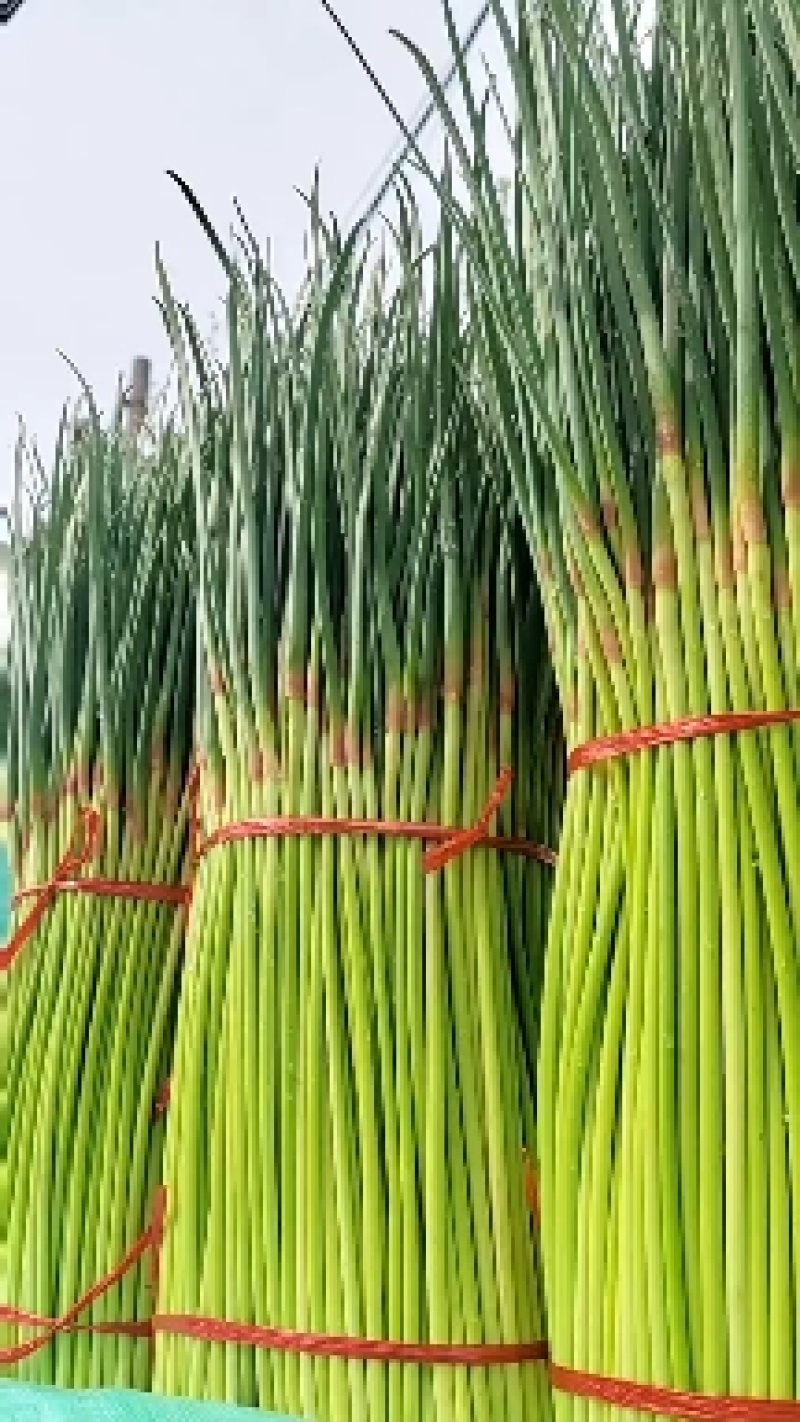 红帽短苔大量供应市场电商平台收储入库本产区