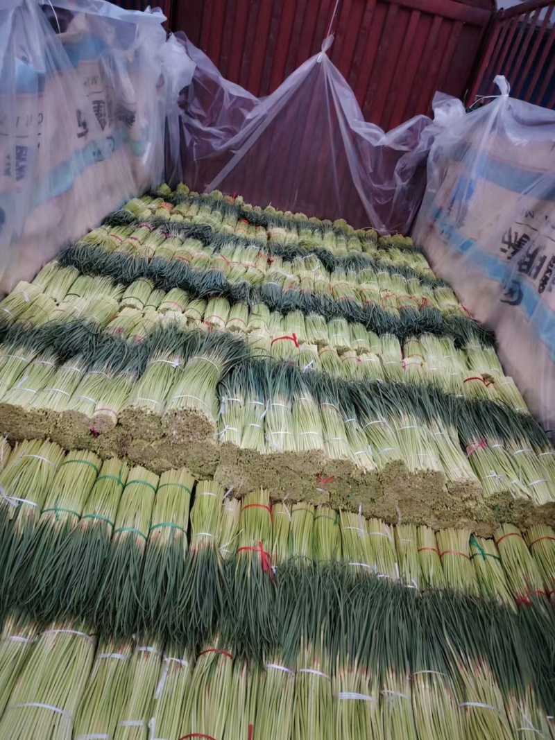 红帽短苔大量供应市场电商平台收储入库本产区