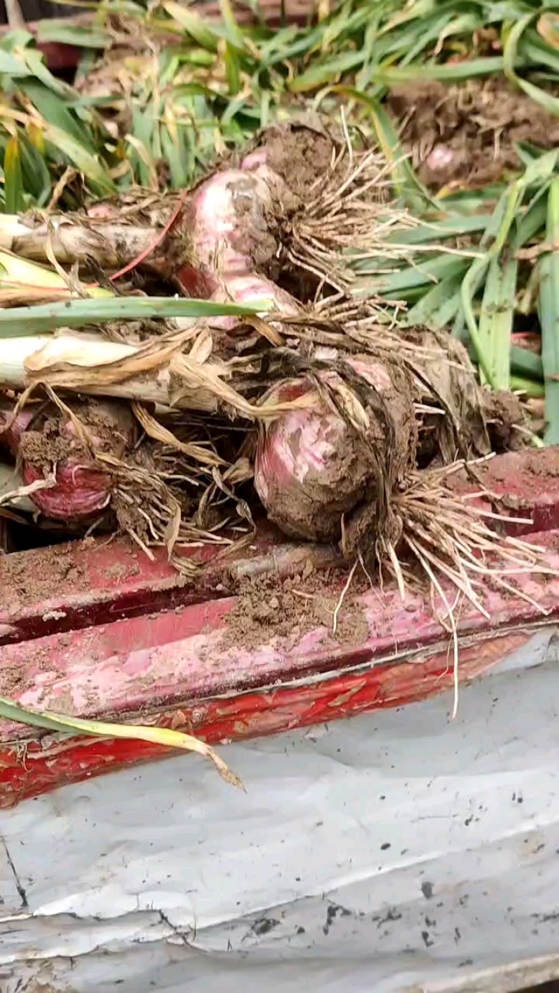 河南中牟产地大蒜把子蒜大量供应全国合作共赢