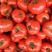 西红柿大量上市，质量稳定。
