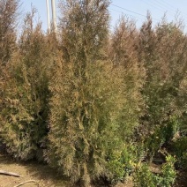 侧柏高度2米