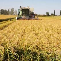 水稻，梗稻基地量大产地农产品稻米欢迎采购沟通