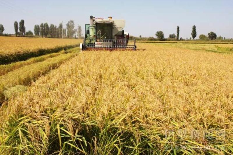 水稻，梗稻基地量大产地农产品稻米欢迎采购电话联系沟通