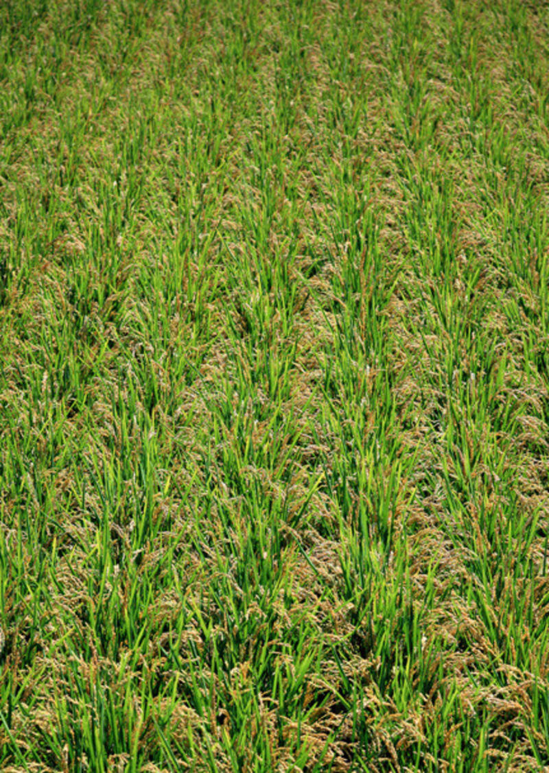 水稻，梗稻基地量大产地农产品稻米欢迎采购电话联系沟通