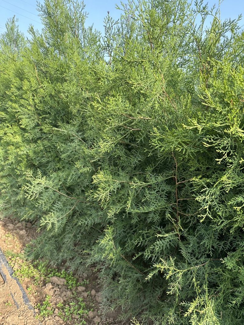 侧柏