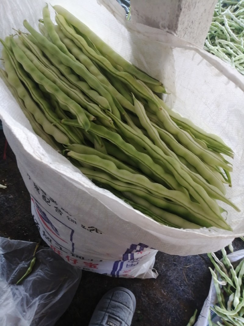 大量芸豆上市