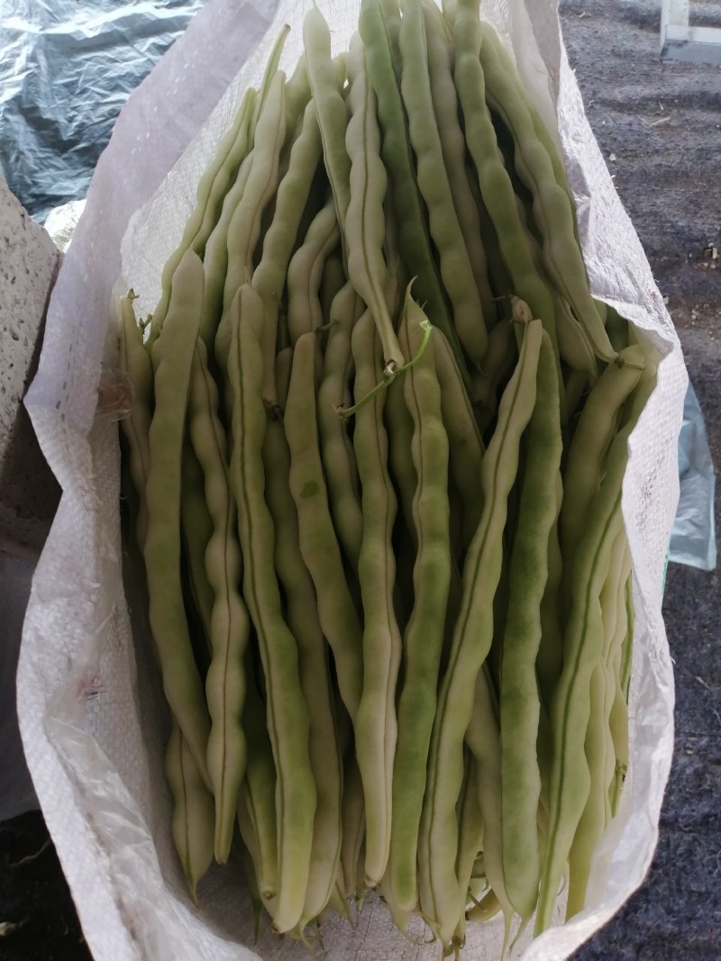 大量芸豆上市