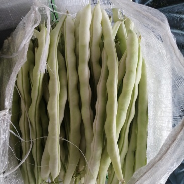 大量芸豆上市